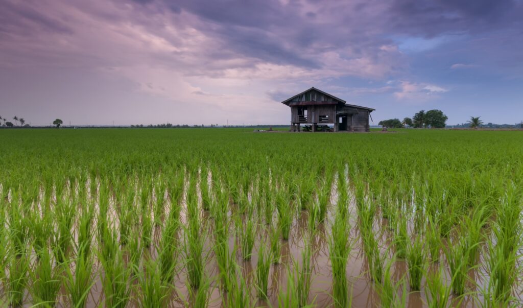Rice field Indonesia